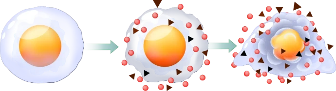 lo stress ossidativo danneggia le cellule