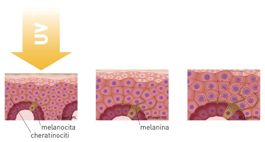 Produzione di melanina Produzione di melanina