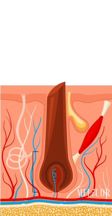Absorption of laser energy by hair melanin