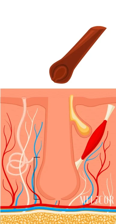 follicle damage, hair loss