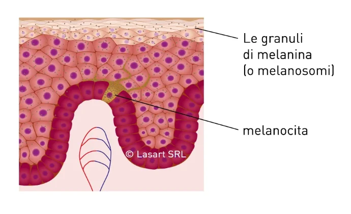 Melanocita nella pelle, granuli di melanina (melanosomi)